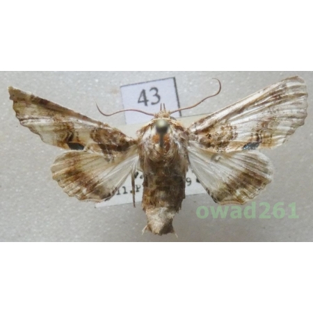 Eutelia adulatrix (Hübner, 1813) Croatia43